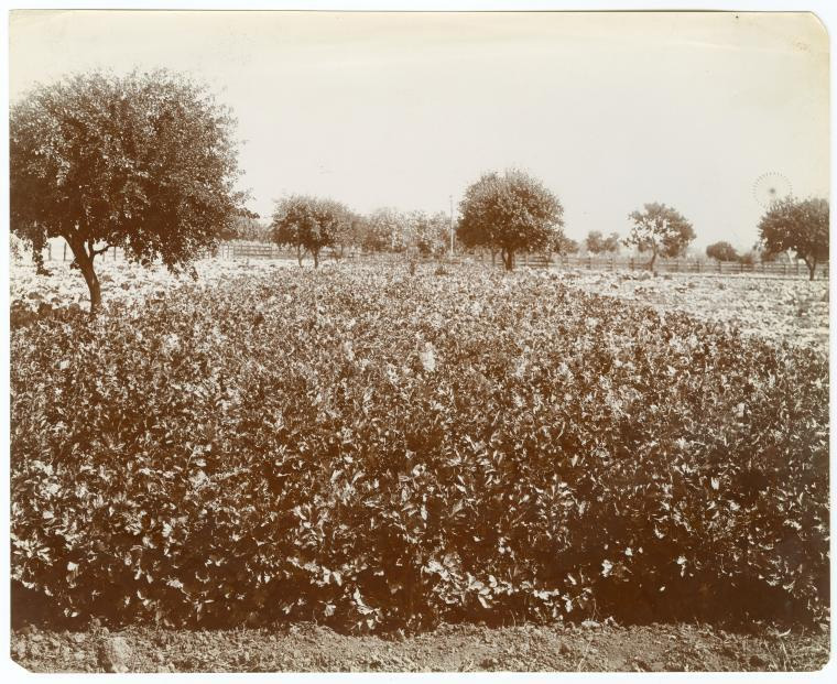 Historic photo of celery fields in the Delta