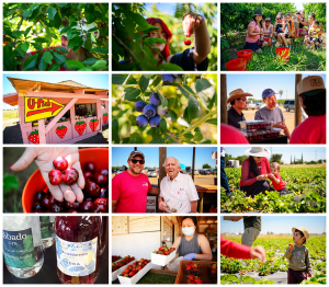 Montage of 12 images of people at u-pick farm operations in the California Delta