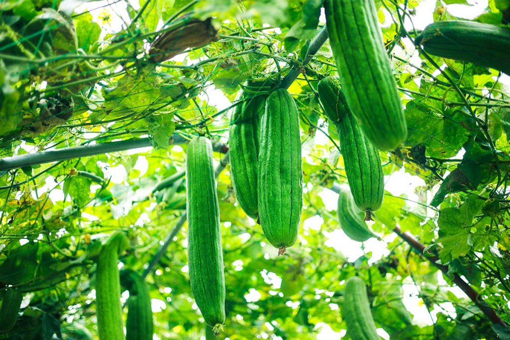 loofah growing on the vine