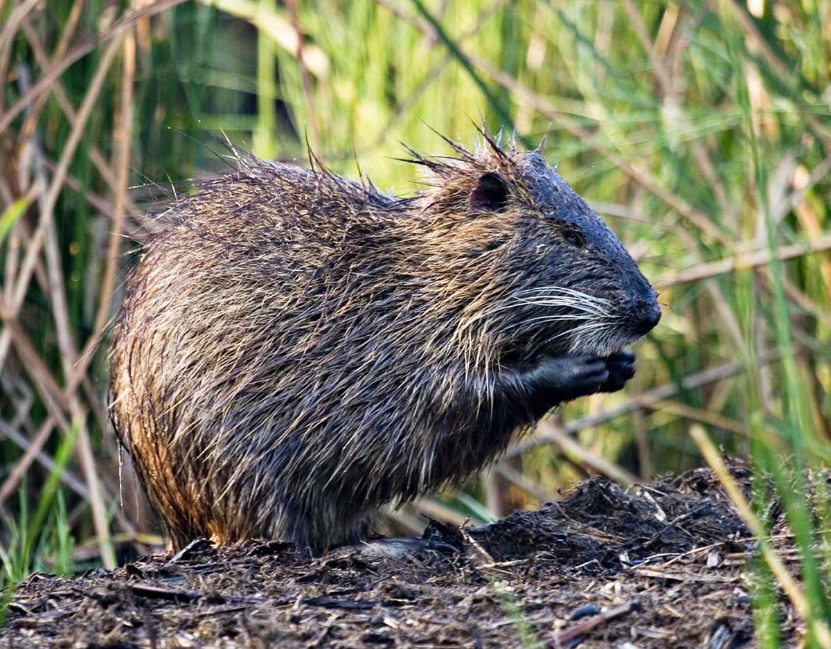 Nutria eating marsh plants