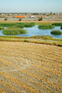 Aerial view of harvested rice field adjacent to a wetland filled with waterfowl