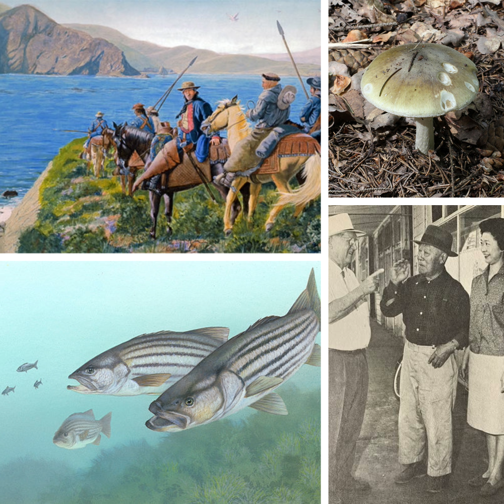 A photo of a mushroom, an image of Bass fish, A black and white photo in Locke, CA and a painting of the Anza Expedition