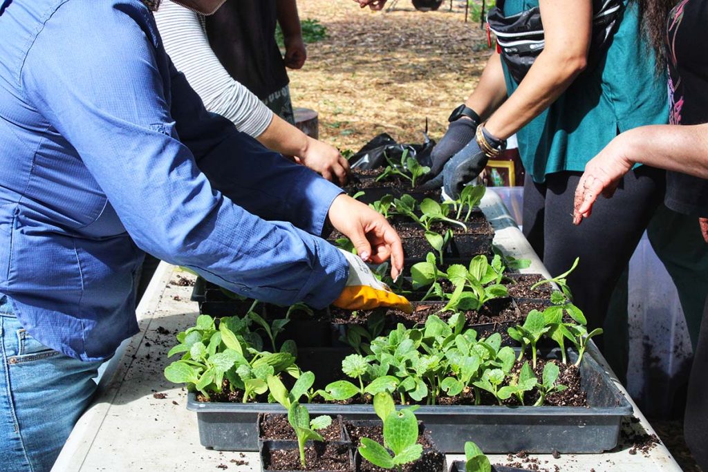 Four people handling seedlings