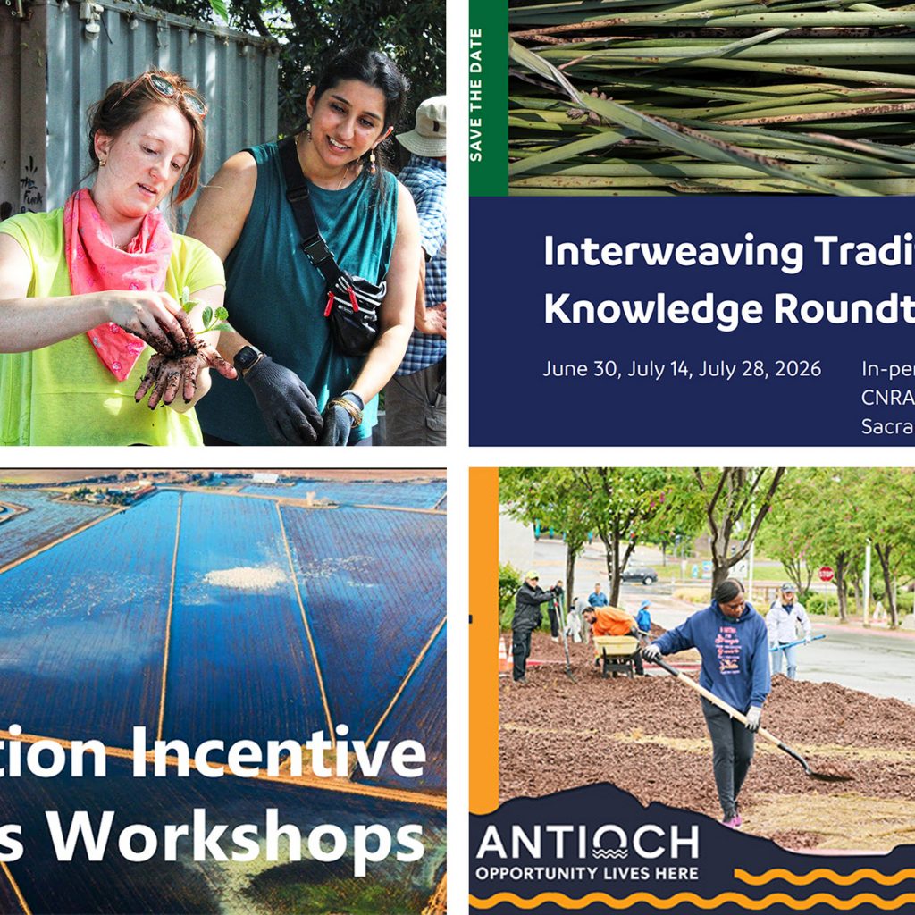 Montage of images from newsletter