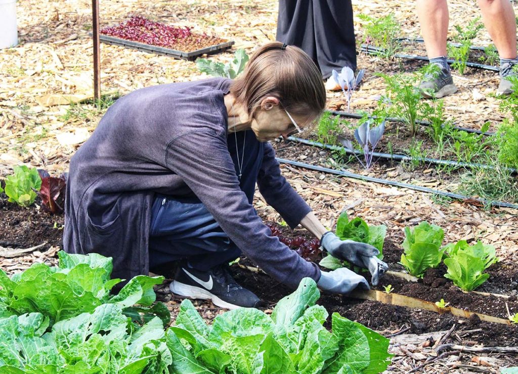 A woman plants seedlings
