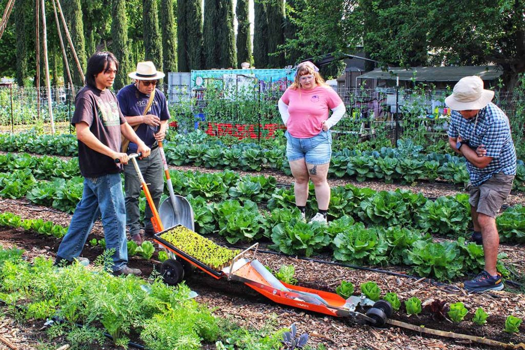 Volunteers planting seedlings