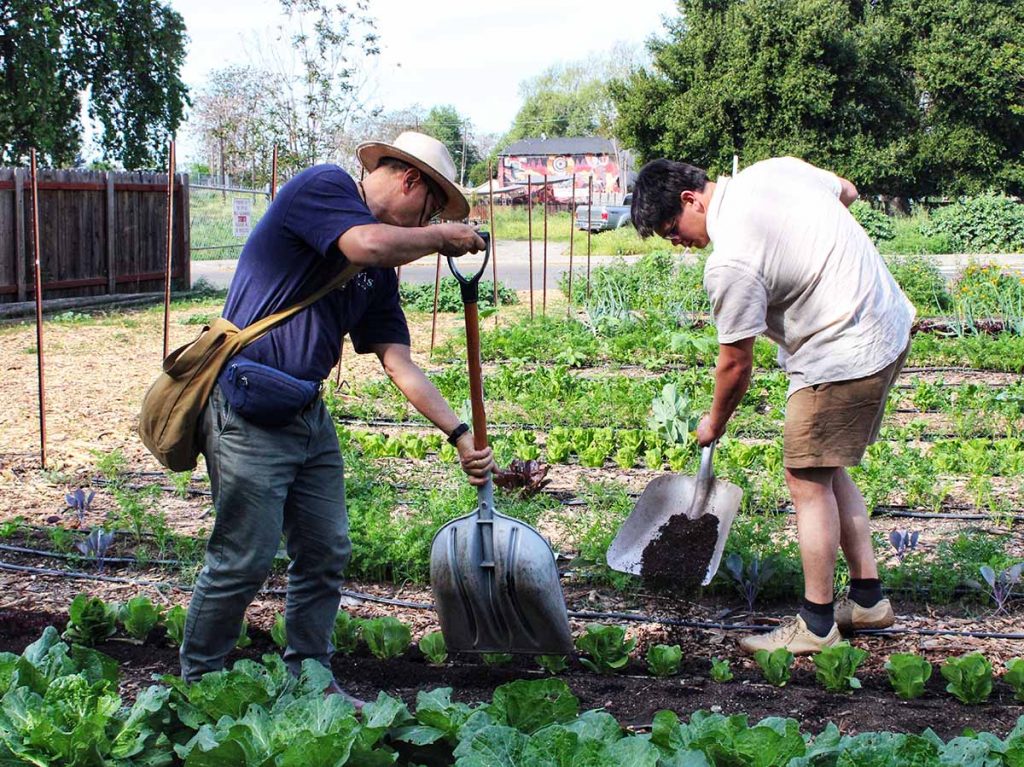 Men shovel soil in a garden